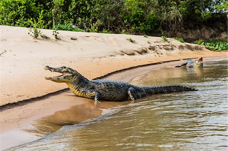 simsearch:841-09135107,k - Two adult yacare caimans (Caiman yacare), on the riverbank near Porto Jofre, Brazil, South America Stock Photo - Rights-Managed, Code: 841-09135110