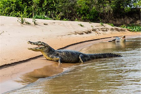 simsearch:6119-09073846,k - Two adult yacare caimans (Caiman yacare), on the riverbank near Porto Jofre, Brazil, South America Photographie de stock - Rights-Managed, Code: 841-09135110