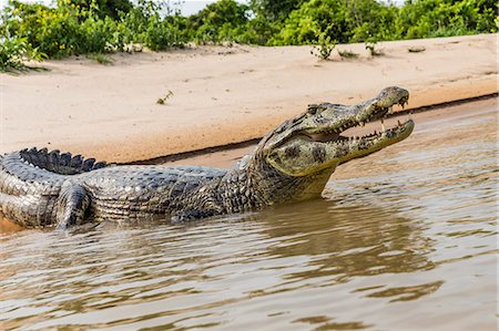 simsearch:841-09135075,k - An adult yacare caiman (Caiman yacare), on the riverbank near Porto Jofre, Brazil, South America Photographie de stock - Rights-Managed, Code: 841-09135111