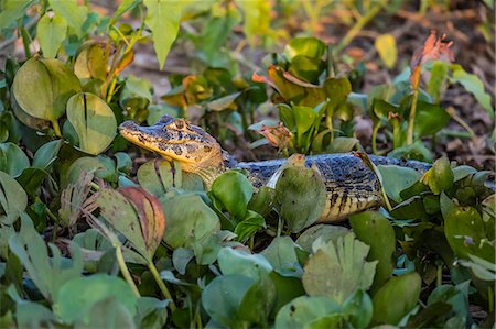 simsearch:841-09135075,k - A juvenile yacare caiman (Caiman yacare), in the water at Pousado Alegre, Mato Grosso, Brazil, South America Photographie de stock - Rights-Managed, Code: 841-09135113