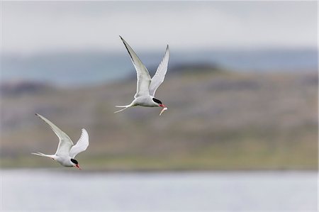 Adult Arctic terns (Sterna paradisaea), returning to the nest with fish, Vigur Island, Iceland, Polar Regions Foto de stock - Con derechos protegidos, Código: 841-09135125
