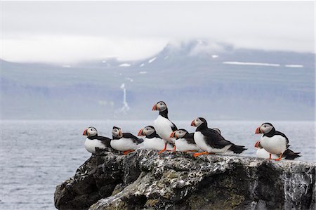 Adult Atlantic puffins (Fratercula arctica) on Vigur Island, off the west coast of Iceland, Polar Regions Photographie de stock - Rights-Managed, Code: 841-09135128