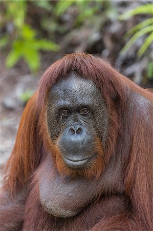 Female Bornean orangutan (Pongo pygmaeus) at Camp Leakey, Borneo, Indonesia, Southeast Asia, Asia Stock Photo - Rights-Managed, Code: 841-09135136