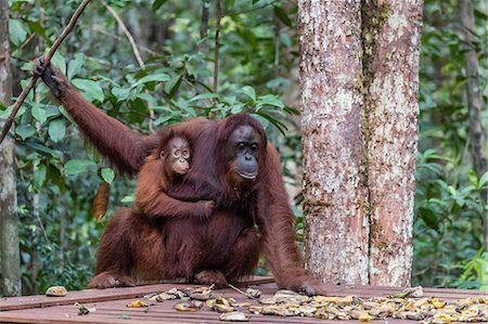 Mother and baby Bornean orangutans (Pongo pygmaeus), Camp Leakey feeding platform, Borneo, Indonesia, Southeast Asia, Asia Stock Photo - Rights-Managed, Code: 841-09135138