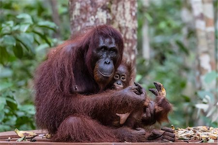 simsearch:862-07909936,k - Mother and baby Bornean orangutan (Pongo pygmaeus), Camp Leakey, Borneo, Indonesia, Southeast Asia, Asia Photographie de stock - Rights-Managed, Code: 841-09135139