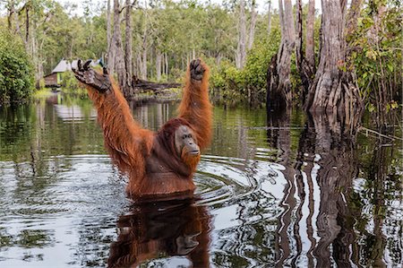 Wild male Bornean orangutan (Pongo pygmaeus), on the Buluh Kecil River, Borneo, Indonesia, Southeast Asia, Asia Stock Photo - Rights-Managed, Code: 841-09135144