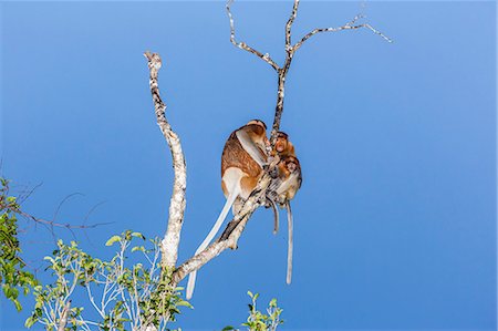 Male, female, and baby proboscis monkey (Nasalis larvatus), Borneo, Indonesia, Southeast Asia, Asia Foto de stock - Con derechos protegidos, Código: 841-09135145