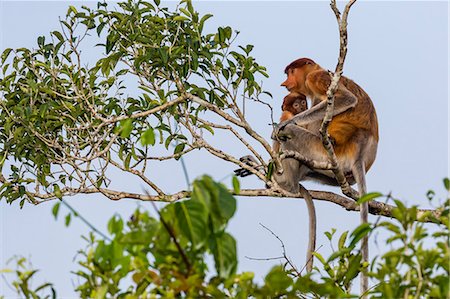 simsearch:862-07909936,k - Female proboscis monkey (Nasalis larvatus) with baby, Tanjung Puting National Park, Kalimantan, Borneo, Indonesia, Southeast Asia, Asia Photographie de stock - Rights-Managed, Code: 841-09135146