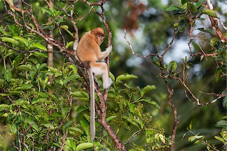 simsearch:862-07909936,k - Young proboscis monkey (Nasalis larvatus), Tanjung Puting National Park, Kalimantan, Borneo, Indonesia, Southeast Asia, Asia Photographie de stock - Rights-Managed, Code: 841-09135147