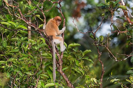 simsearch:862-07909935,k - Young proboscis monkey (Nasalis larvatus), Tanjung Puting National Park, Kalimantan, Borneo, Indonesia, Southeast Asia, Asia Foto de stock - Con derechos protegidos, Código: 841-09135147