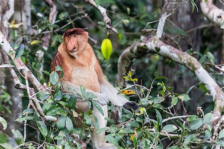 simsearch:841-08211574,k - Adult male proboscis monkey (Nasalis larvatus), Tanjung Puting National Park, Kalimantan, Borneo, Indonesia, Southeast Asia, Asia Foto de stock - Con derechos protegidos, Código: 841-09135148