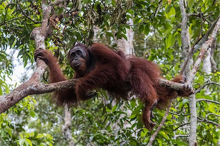 Male Bornean orangutan (Pongo pygmaeus) at Camp Leakey dock, Borneo, Indonesia, Southeast Asia, Asia Stock Photo - Rights-Managed, Code: 841-09135141