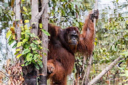 Reflection of wild male Bornean orangutan (Pongo pygmaeus), Buluh Kecil River, Borneo, Indonesia, Southeast Asia, Asia Stock Photo - Rights-Managed, Code: 841-09135154