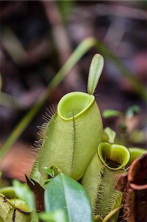 Pitcher plant in the rain forest, Tanjung Puting National Park, Kalimantan, Borneo, Indonesia, Southeast Asia, Asia Foto de stock - Con derechos protegidos, Código: 841-09135157