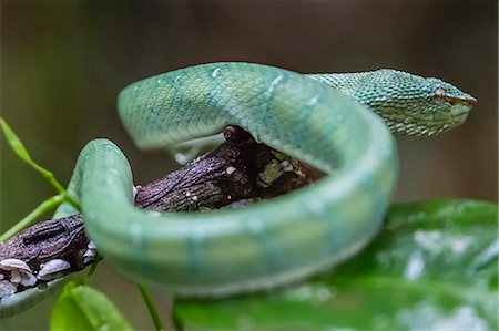 Bornean keeled green pit viper (Tropidolaemus subannulatus), Tanjung Puting National Park, Kalimantan, Borneo, Indonesia, Southeast Asia, Asia Stock Photo - Rights-Managed, Code: 841-09135158