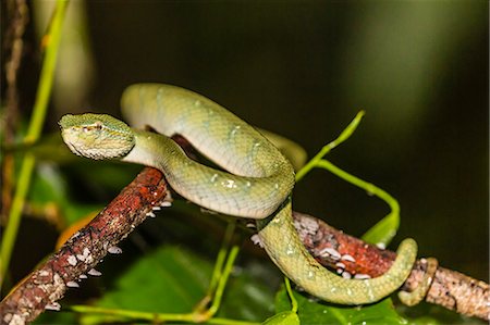 Bornean keeled green pit viper (Tropidolaemus subannulatus), Tanjung Puting National Park, Kalimantan, Borneo, Indonesia, Southeast Asia, Asia Foto de stock - Con derechos protegidos, Código: 841-09135159