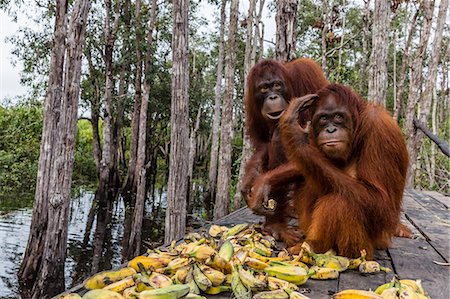 simsearch:6119-08351193,k - Mother and baby Bornean orangutans (Pongo pygmaeus), Buluh Kecil River, Borneo, Indonesia, Southeast Asia, Asia Foto de stock - Con derechos protegidos, Código: 841-09135150