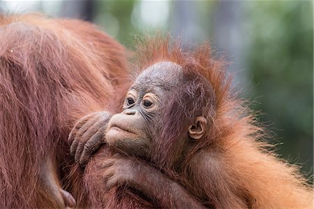 Bornean Orangutan mother and baby, Borneo, Malaysia, Southeast