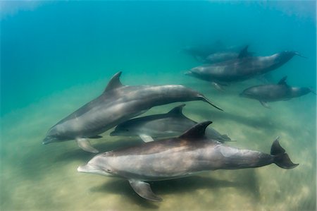 simsearch:6119-08724880,k - A pod of common bottlenose dolphins (Tursiops truncatus), underwater at El Mogote, Baja California Sur, Mexico, North America Stock Photo - Rights-Managed, Code: 841-09135173