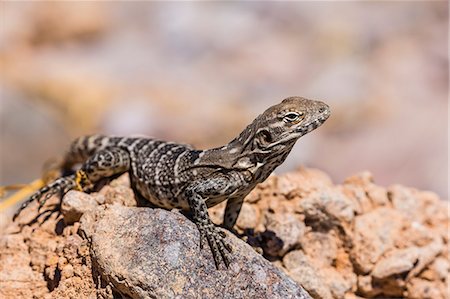 Juvenile San Esteban spiny-tailed iguana (Ctenosaura conspicuosa), Isla San Esteban, Baja California, Mexico, North America Stock Photo - Rights-Managed, Code: 841-09135184