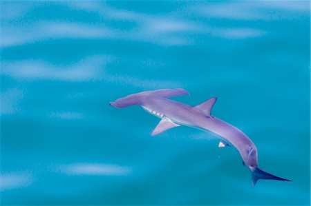 An adult scalloped hammerhead (Sphyrna lewini) on the surface, Isla San Pedro Martir, Baja California, Mexico, North America Stock Photo - Rights-Managed, Code: 841-09135188