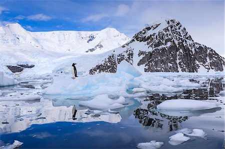 Gentoo penguin on an iceberg reflected in calm waters of sunny Neko Harbour, mountain and glacier backdrop, Antarctica, Polar Regions Stock Photo - Rights-Managed, Code: 841-09135192