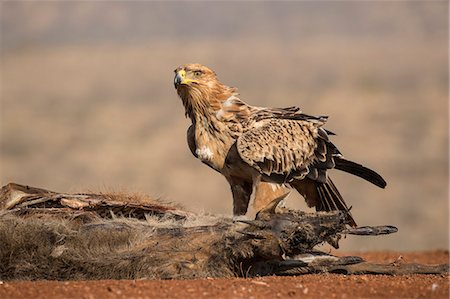 Tawny eagle (Aquila rapax) scavenging, Zimanga Private Game Reserve, KwaZulu-Natal, South Africa, Africa Foto de stock - Con derechos protegidos, Código: 841-09135344