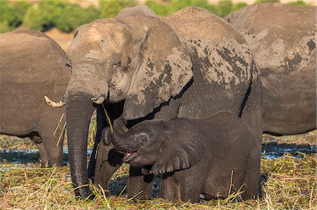 parque nacional chobe - Elephant (Loxodonta africana) and calf, Chobe National Park, Botswana, Africa Foto de stock - Con derechos protegidos, Código: 841-09135348