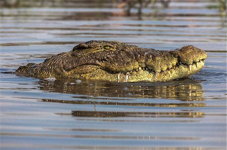 simsearch:841-09256856,k - Nile crocodile (Crocodylus niloticus), Chobe River, Botswana, Africa Foto de stock - Con derechos protegidos, Código: 841-09135343