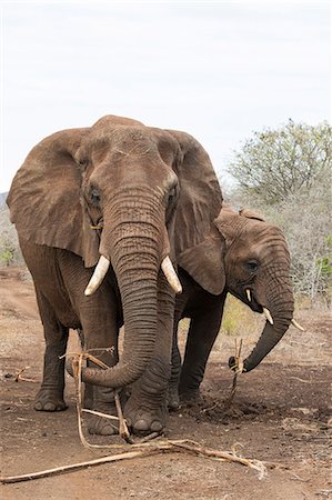 simsearch:841-09135384,k - African elephants (Loxodonta africana) feeding on roots, Zimanga Reserve, KwaZulu-Natal, South Africa, Africa Foto de stock - Con derechos protegidos, Código: 841-09135354