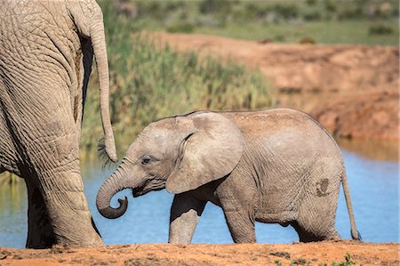 African elephant (Loxodonta africana) calf, Addo National Park, Eastern Cape, South Africa, Africa Photographie de stock - Rights-Managed, Code: 841-09135355