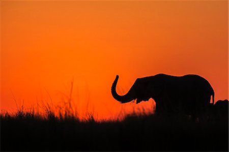 elephant - Elephant (Loxodonta africana) at sunset, Chobe National Park, Botswana, Africa Photographie de stock - Rights-Managed, Code: 841-09135356