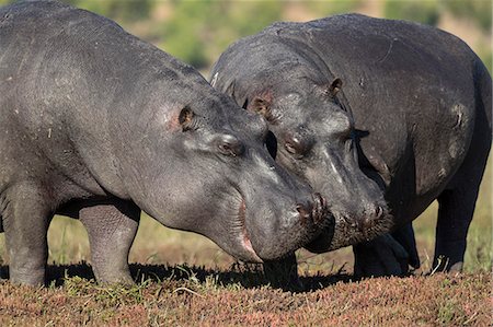 simsearch:841-09155209,k - Hippos (Hippopotamus amphibius), Chobe National Park, Botswana, Africa Stockbilder - Lizenzpflichtiges, Bildnummer: 841-09135357