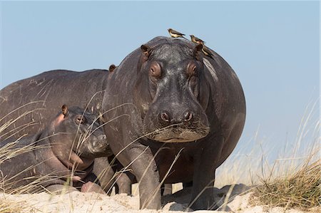 simsearch:841-09135383,k - Hippos (Hippopotamus amphibius) with redbilled oxpeckers (Buphagus erythrorhynchus), Chobe National Park, Botswana, Africa Photographie de stock - Rights-Managed, Code: 841-09135358