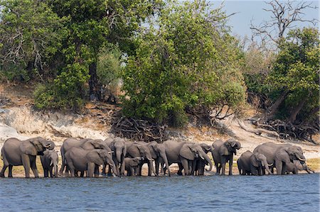 simsearch:6119-07452516,k - African elephants (Loxodonta africana) drinking at river, Chobe River, Botswana, Africa Foto de stock - Con derechos protegidos, Código: 841-09135351