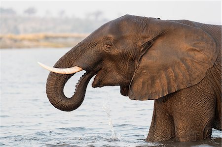 African elephant (Loxodonta africana) in river, Chobe River, Botswana, Africa Stock Photo - Rights-Managed, Code: 841-09135352