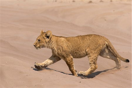 simsearch:841-09135158,k - Lion (Panthera leo) cub, Chobe National Park, Botswana, Africa Stock Photo - Rights-Managed, Code: 841-09135368