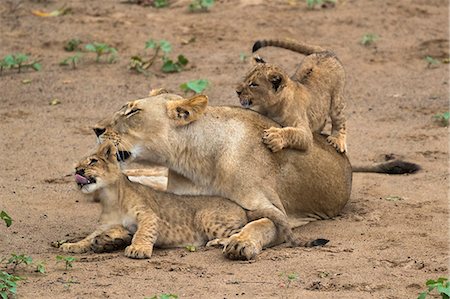 simsearch:841-09135369,k - Lioness (Panthera leo) with cubs, Zimanga Game Reserve, KwaZulu-Natal, South Africa, Africa Foto de stock - Con derechos protegidos, Código: 841-09135369