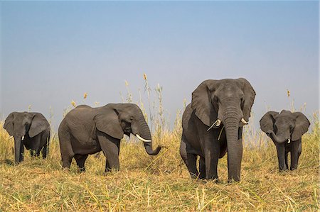 quattro animali - African elephants (Loxodonta africana), Chobe River, Botswana, Africa Fotografie stock - Rights-Managed, Codice: 841-09135362