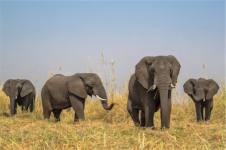 elephant botswana - African elephants (Loxodonta africana), Chobe River, Botswana, Africa Photographie de stock - Rights-Managed, Code: 841-09135362