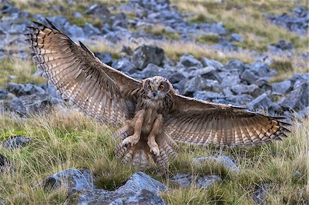 simsearch:841-09135372,k - European (Eurasian) eagle owl (Bubo bubo) juvenile in flight, captive, Cumbria, England, United Kingdom, Europe Photographie de stock - Rights-Managed, Code: 841-09135375