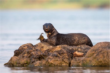 simsearch:841-09135107,k - Spotted necked otter (Hydrictis maculicollis) eating leopard squeaker fish, Chobe River, Botswana, Africa Stock Photo - Rights-Managed, Code: 841-09135377