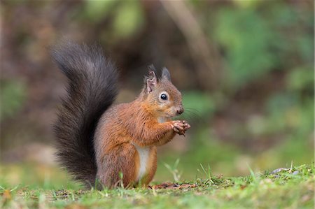 scottish culture - Red squirrel (Sciurus vulgaris), Eskrigg Nature Reserve, Lockerbie, Scotland, United Kingdom, Europe Stock Photo - Rights-Managed, Code: 841-09135378