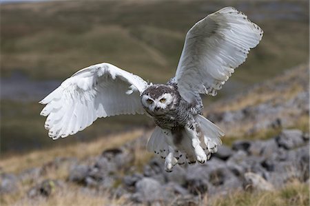 simsearch:841-08542513,k - Snowy owl (Bubo scandiacus) juvenile in flight, captive, Cumbria, England, United Kingdom, Europe Photographie de stock - Rights-Managed, Code: 841-09135373
