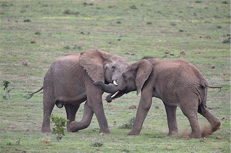 Two African Elephant (Loxodonta africana) bulls testing their strength, Addo Elephant National Park, South Africa, Africa Stockbilder - Lizenzpflichtiges, Bildnummer: 841-09135389