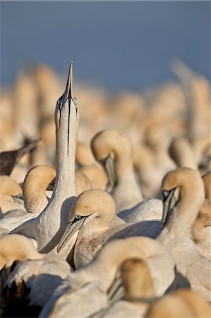 simsearch:841-09255539,k - Cape Gannet (Morus capensis) displaying, Bird Island, Lambert's Bay, South Africa, Africa Foto de stock - Con derechos protegidos, Código: 841-09135382