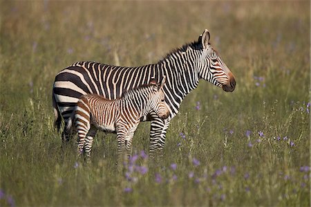 simsearch:841-09135383,k - Cape Mountain Zebra (Equus zebra zebra) mare and foal, Mountain Zebra National Park, South Africa, Africa Photographie de stock - Rights-Managed, Code: 841-09135396
