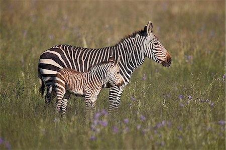 simsearch:841-09256928,k - Cape Mountain Zebra (Equus zebra zebra) mare and foal, Mountain Zebra National Park, South Africa, Africa Photographie de stock - Rights-Managed, Code: 841-09135396