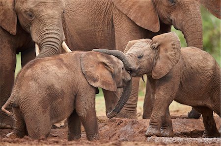 quattro animali - African Elephant (Loxodonta africana) young playing, Addo Elephant National Park, South Africa, Africa Fotografie stock - Rights-Managed, Codice: 841-09135390