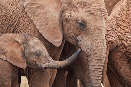 African Elephant (Loxodonta africana) mother and young, Addo Elephant National Park, South Africa, Africa Photographie de stock - Rights-Managed, Code: 841-09135392